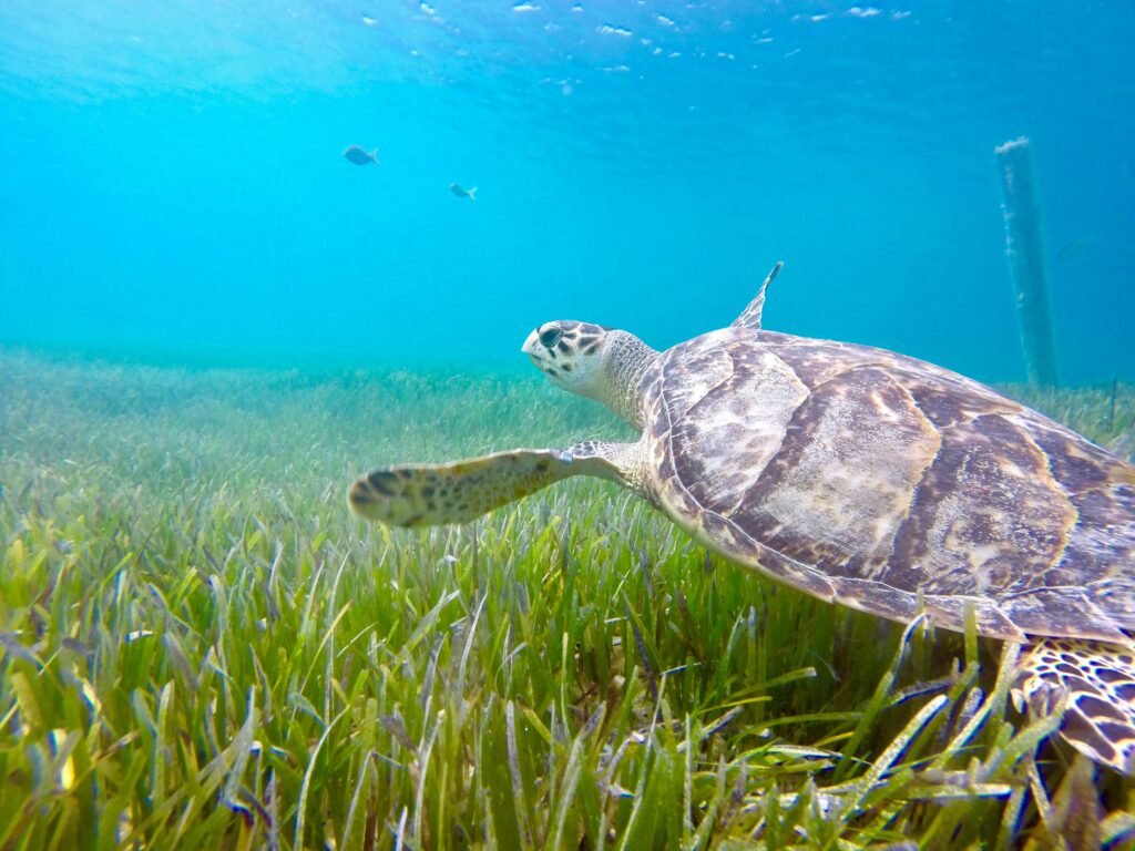 underwater photography of turtle in turks and caicos