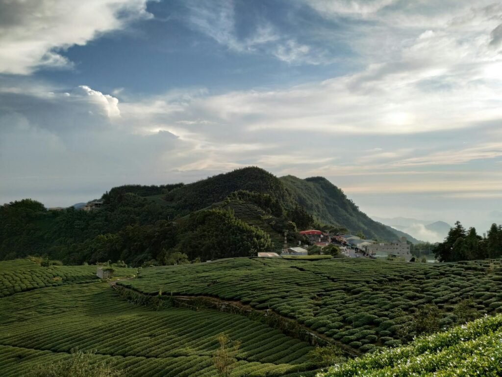 A breathtaking landscape where the majestic tea-covered mountains of Taiwan seamlessly transition into the striking silhouettes of iconic mosques in the United Arab Emirates. In the foreground, lush verdant tea plantations cascade down rolling hills, their vibrant leaves glistening under a warm, golden sun. The middle ground is adorned with towering minarets and ornate domes, their intricate patterns casting mesmerizing shadows across the scene. In the distant background, rugged mountain peaks pierce the azure sky, creating a harmonious fusion of natural and architectural wonders. The overall atmosphere is one of serene tranquility, inviting the viewer to immerse themselves in this captivating fusion of the East.