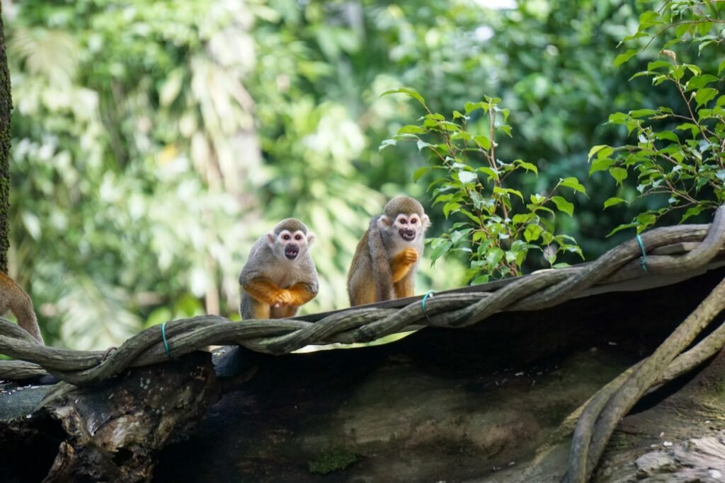 Monkeys spotted during Peru Amazon River Tours in the rainforest canopy.