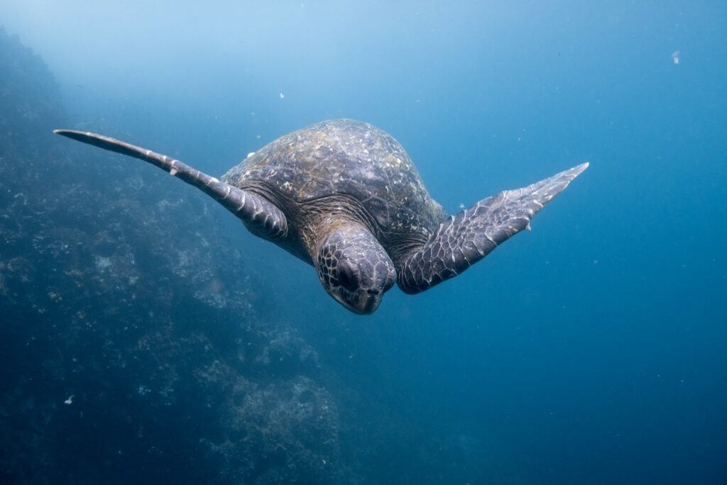 Sea turtle swimming in clear waters – Best Time of Year to Visit Galapagos for snorkeling and diving adventures