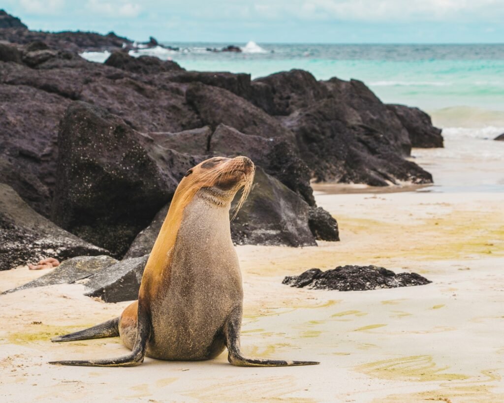 A vibrant, sun-drenched landscape of the Galapagos Islands, captured during the peak travel season. In the foreground, a pristine sandy beach dotted with carefully placed rocks, leading the eye to the crystal-clear turquoise waters of the Pacific Ocean. In the middle ground, a colony of playful sea lions basking on the shore, their sleek, wet bodies glistening in the warm light. In the background, a rugged volcanic landscape with towering cliffs and lush, verdant vegetation, creating a serene and awe-inspiring backdrop. Overhead, a deep blue sky with wispy clouds, accentuating the natural beauty of this remarkable destination. The overall scene conveys the tranquility, wildlife, and geological wonder that make the Galapagos Islands a must-visit destination.